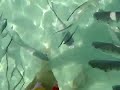 Reef Atlantis Paradise Island: The beach!
