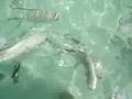 Reef Atlantis Paradise Island: The beach!