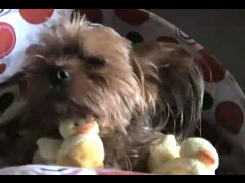 Watch 'Dog's Christmas Morning'