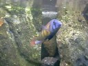 Haplochromis sp. 44 Haplochromis sp. 44