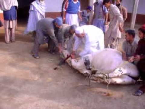 (Panjpir - This is the day of Eid-ul-Adha in Panjpir Swabi.