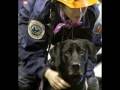 9/11 Dog Heros Triubute 9/11 Dog Heros Triubute