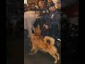 9/11 Dog Heros Triubute