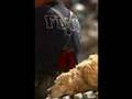9/11 Dog Heros Triubute