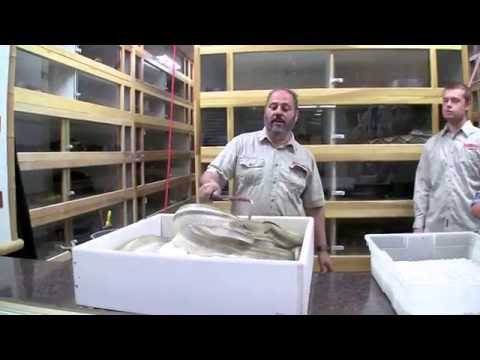 YouTube reptile video