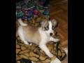 videos de $amira...