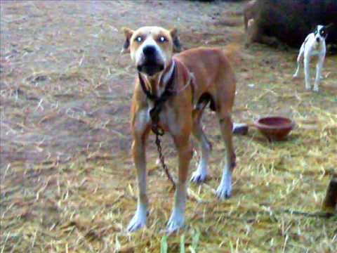 pakistani mastiff