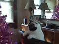 videos de Gertie and the tree