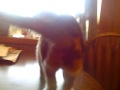 boo boo on table