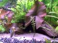 videos de 40 gallon aquarium 03jan2009