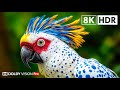 THE BEST HDR (8K VIDEO) ULTRA HD 240 FPS DOLBY VISION - 4K V ..