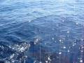 videos de Nager avec les dauphins sur la Côte d'Azur avec Cala Rossa Dream / www.cala-rossa-dream.com