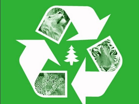 Big cats Go Green! How to Recycle Tigers!