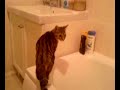 mickey the kitten falls in the bath!
