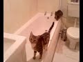 Mickey the kitten falls in the bath! Mickey the kitten falls in the bath!