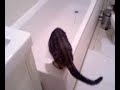 mickey the kitten falls in the bath!