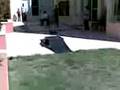 Traxxas Bandit & Traxxas Stampede VXL doing jumps off a ramp