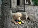 video 9 GoldRocks Sweet Girl & GoldRocks Tiny Taylor