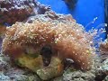Frogspawn Frogspawn