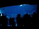 Whale Sharks in Alanta aquarium