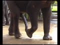Elephant Dong in Thailand