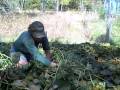 Biointensive Sweet Potato Harvest