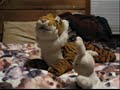 Bunny Buddy ep.1