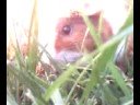 steve erwin guinea pig