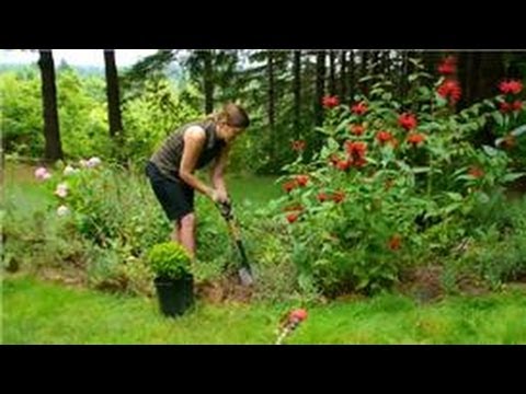 how to transplant small shrubs