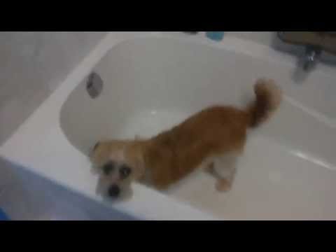Bailey Is Not Thriller About Her Bath