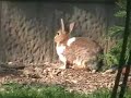 rabbit town (citta\ rabbit town (citta\