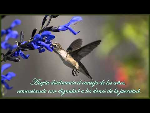 Desiderata - Traducción en español realizada respetando al máximo tanto las palabras como el sentir que su autor Max Ehrmann nos transmite en el poema original en inglés....