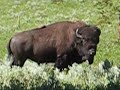 Best Of Yellowstone 2008 Pt. 5