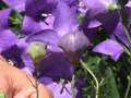 Bloomer's Summer Perennials