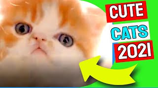 Cute Cat Videos 2021| Funny Cat Videos 2021 #002