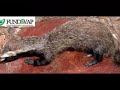 Programa Pegadas da Mata - Animais Programa Pegadas da Mata - Animais