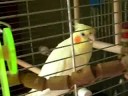 Jokobird