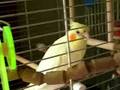 Jokobird