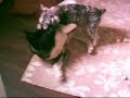 German Vs Japanese dog fight