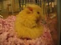 Hamster Puff Hamster Puff