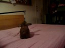 Bunny fitness training Bunny fitness training