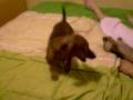 videos de Bart vs Oto