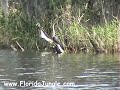 Anhinga sunning itself Anhinga sunning itself
