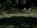 Passarinhos