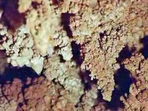 Grottes des Audides Parc préhistorique