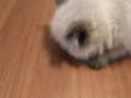 Bi-Polar Kitten