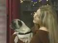 Speaking Dog