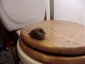 El pajarito en la taza El pajarito en la taza