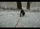 Boxermovie Boxermovie