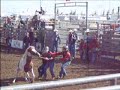 wild pony racing in bvj wild pony racing in bvj